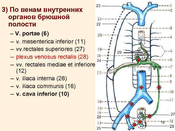 3) По венам внутренних органов брюшной полости – V. portae (6) – v. mesenterica