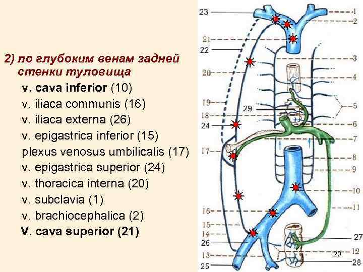 2) по глубоким венам задней стенки туловища v. cava inferior (10) v. iliaca communis