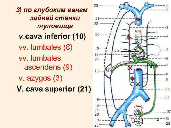 Вены стенок туловища передней боковых и задней