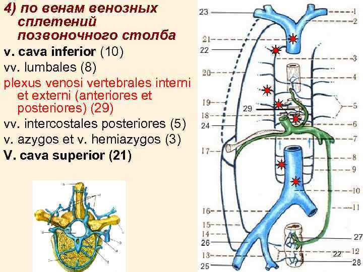 4) по венам венозных сплетений позвоночного столба v. cava inferior (10) vv. lumbales (8)