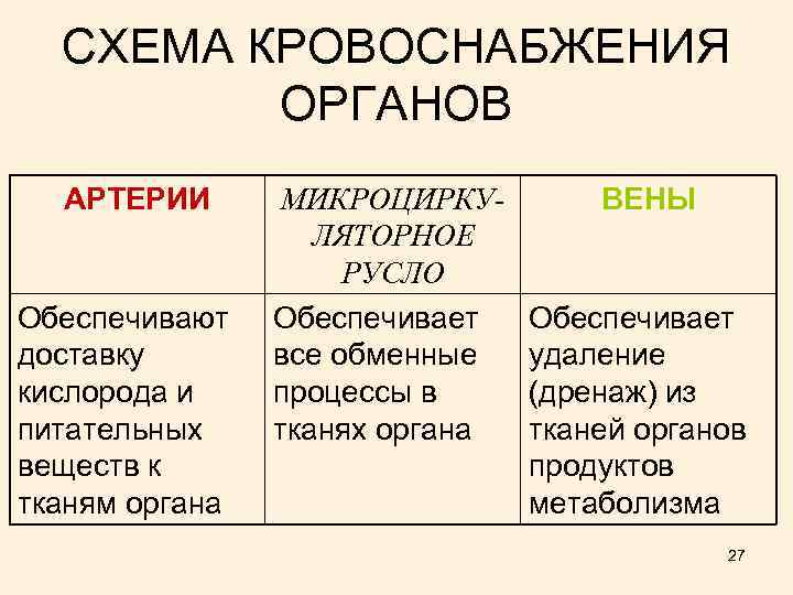 СХЕМА КРОВОСНАБЖЕНИЯ ОРГАНОВ АРТЕРИИ Обеспечивают доставку кислорода и питательных веществ к тканям органа МИКРОЦИРКУЛЯТОРНОЕ