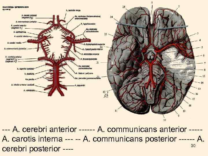 --- А. cerebri anterior ------ А. communicans anterior ----А. carotis interna --- -- А.