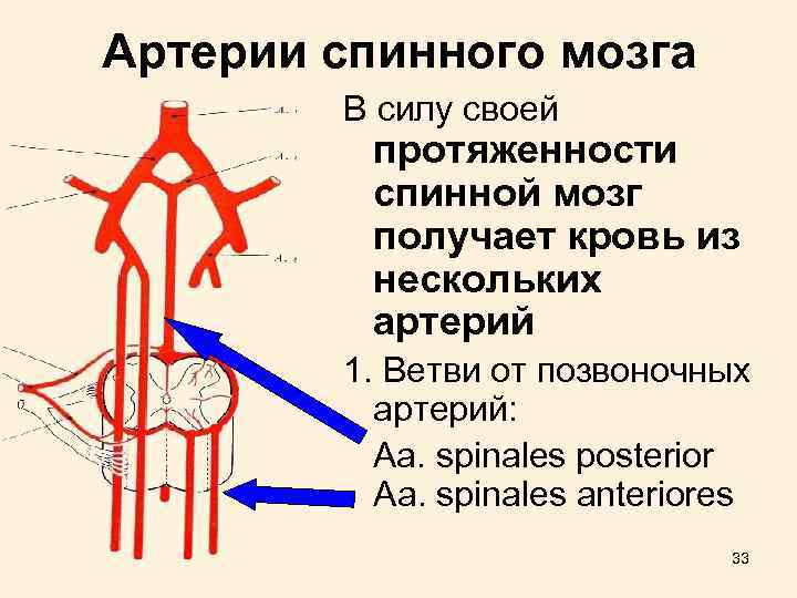 Артерии cпинного мозга В силу своей протяженности спинной мозг получает кровь из нескольких артерий