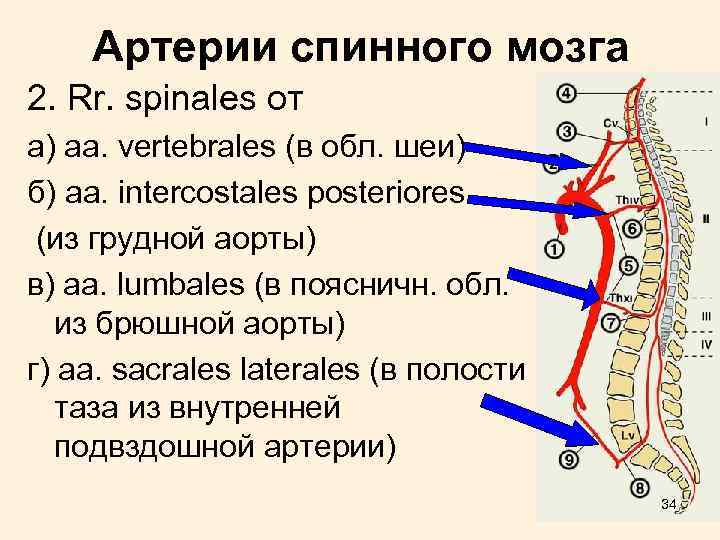 Артерии cпинного мозга 2. Rr. spinales от а) aa. vertebrales (в обл. шеи) б)