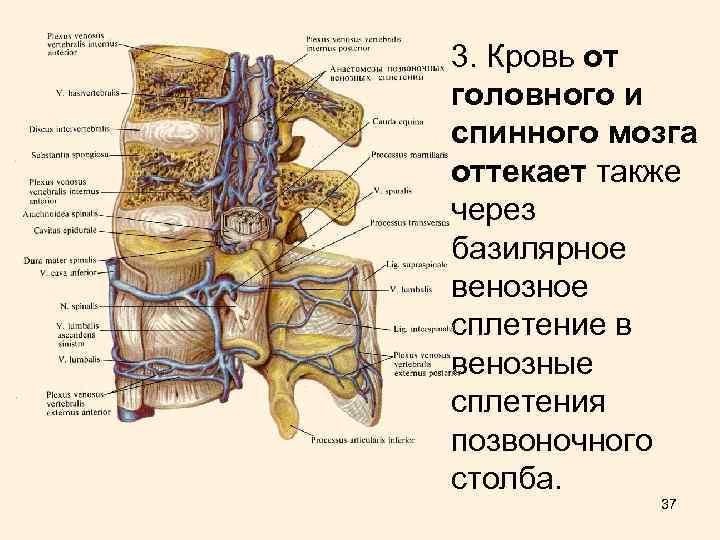 3. Кровь от головного и спинного мозга оттекает также через базилярное венозное сплетение в