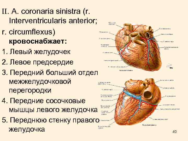 II. А. coronaria sinistra (r. Interventricularis anterior; r. circumflexus) кровоснабжает: 1. Левый желудочек 2.