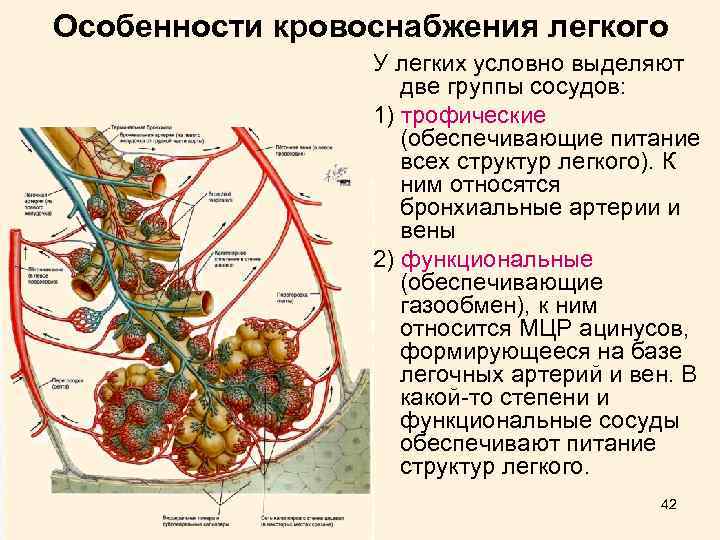 Особенности кровоснабжения легкого У легких условно выделяют две группы сосудов: 1) трофические (обеспечивающие питание