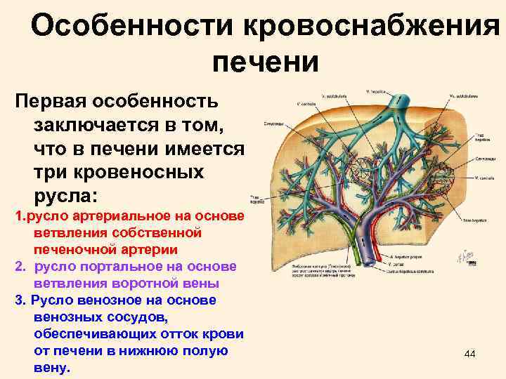 Особенности кровоснабжения печени Первая особенность заключается в том, что в печени имеется три кровеносных
