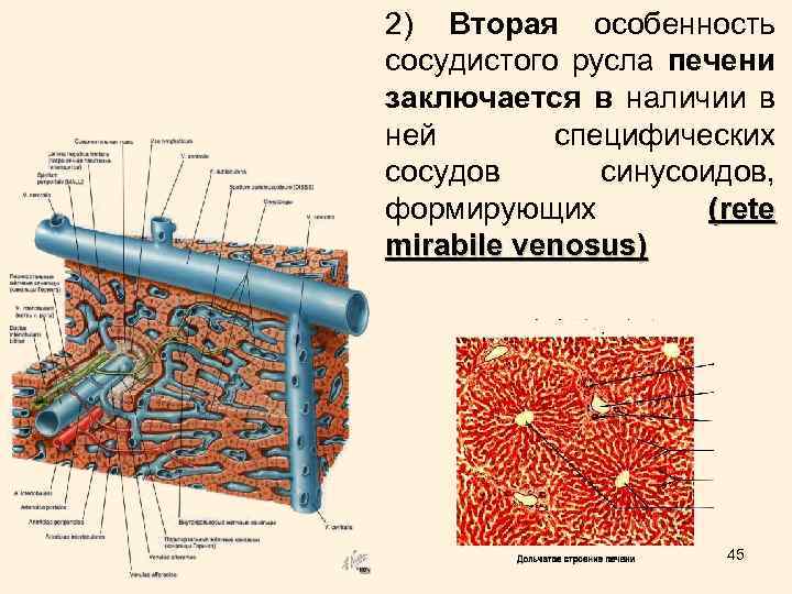 2) Вторая особенность сосудистого русла печени заключается в наличии в ней специфических сосудов синусоидов,