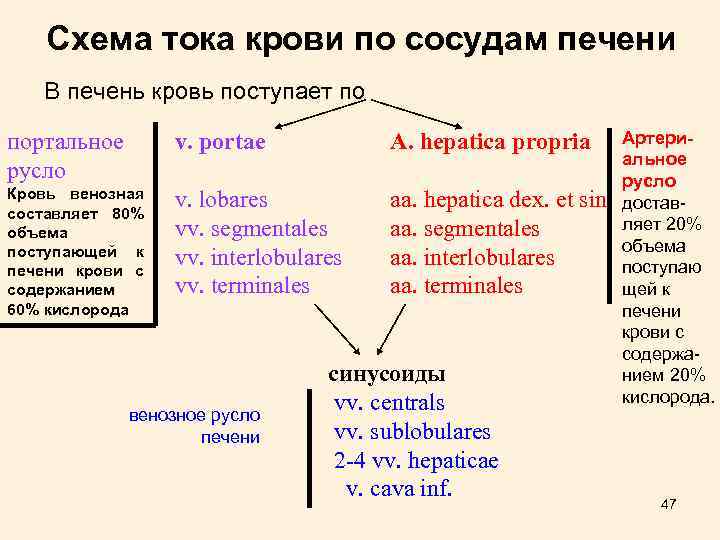 Схема тока крови по сосудам печени В печень кровь поступает по портальное русло v.