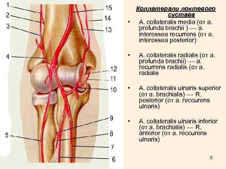 Коллатерали локтевого сустава • А. collateralis media (от а. profunda brachii ) –– а.