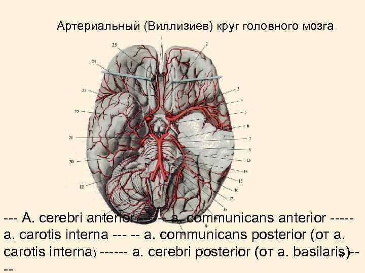 Мозговые артерии латынь. Виллизиев круг в головном мозге. Артерии мозга Виллизиев круг. Виллизиев артериальный круг. Артериальный круг большого мозга.