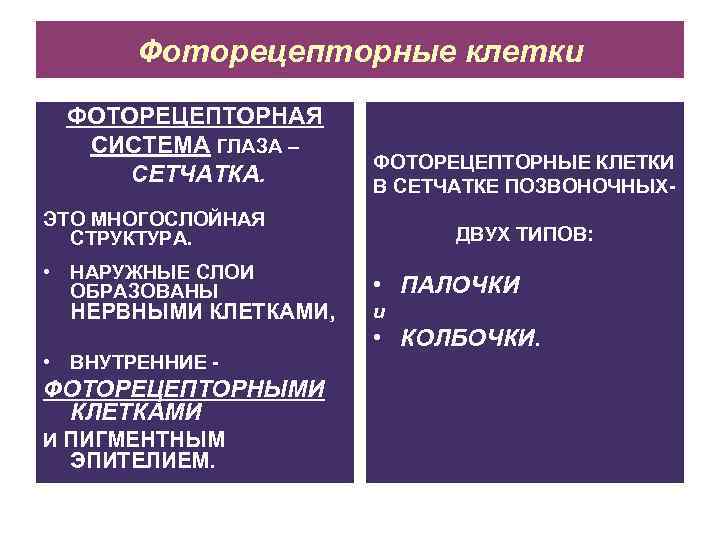 Фоторецепторные клетки ФОТОРЕЦЕПТОРНАЯ СИСТЕМА ГЛАЗА – СЕТЧАТКА. ФОТОРЕЦЕПТОРНЫЕ КЛЕТКИ В СЕТЧАТКЕ ПОЗВОНОЧНЫХ- ЭТО МНОГОСЛОЙНАЯ