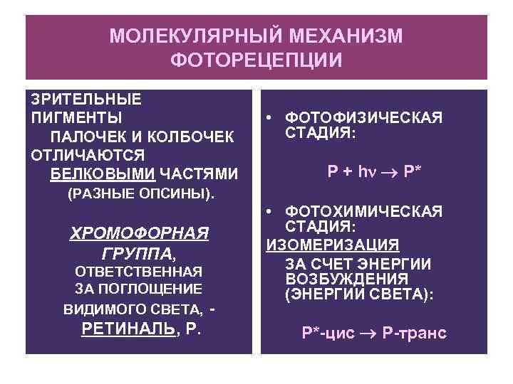 МОЛЕКУЛЯРНЫЙ МЕХАНИЗМ ФОТОРЕЦЕПЦИИ ЗРИТЕЛЬНЫЕ ПИГМЕНТЫ ПАЛОЧЕК И КОЛБОЧЕК ОТЛИЧАЮТСЯ БЕЛКОВЫМИ ЧАСТЯМИ (РАЗНЫЕ ОПСИНЫ). ХРОМОФОРНАЯ