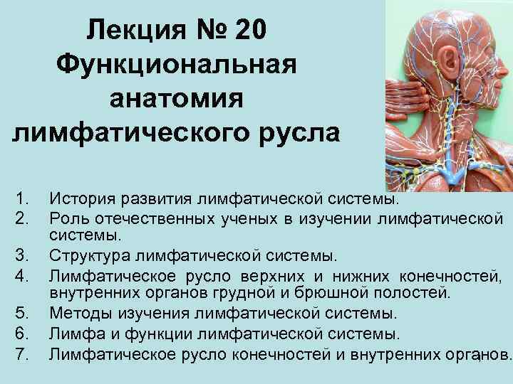 Лекция № 20 Функциональная анатомия лимфатического русла 1. 2. 3. 4. 5. 6. 7.