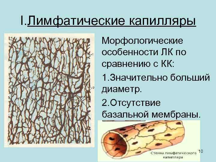 I. Лимфатические капилляры Морфологические особенности ЛК по сравнению с КК: 1. Значительно больший диаметр.