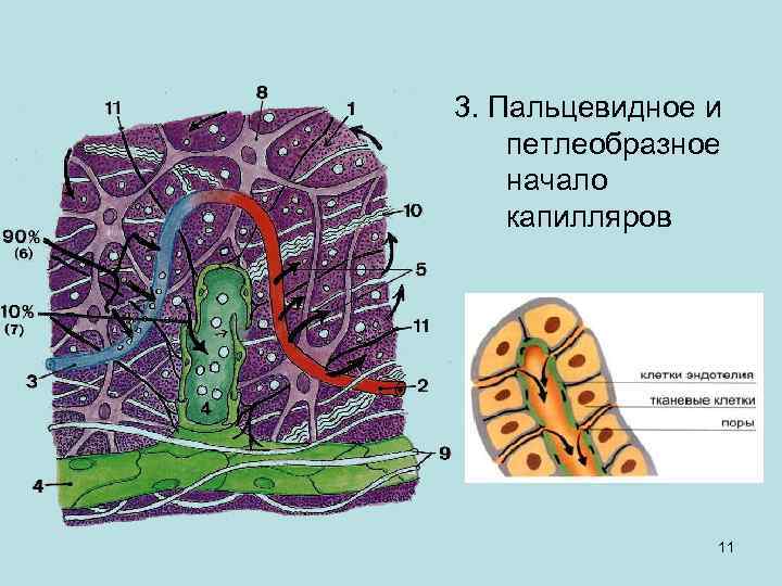 3. Пальцевидное и петлеобразное начало капилляров 11 