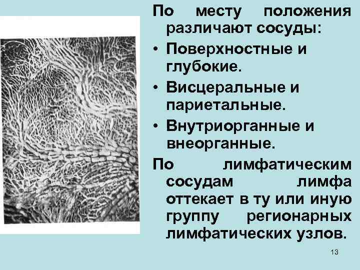 По месту положения различают сосуды: • Поверхностные и глубокие. • Висцеральные и париетальные. •