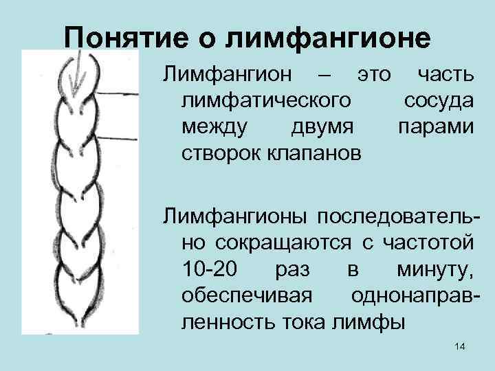 Понятие о лимфангионе Лимфангион – это часть лимфатического сосуда между двумя парами створок клапанов