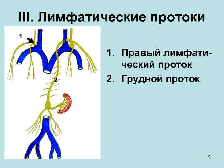 III. Лимфатические протоки 1 2 1. Правый лимфатический проток 2. Грудной проток 19 