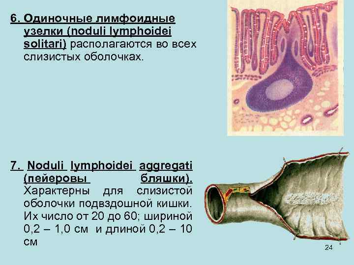 6. Одиночные лимфоидные узелки (noduli lymphoidei solitari) располагаются во всех слизистых оболочках. 7. Noduli