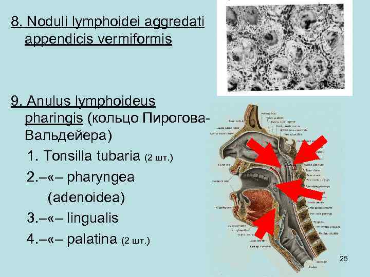 8. Noduli lymphoidei aggredati appendicis vermiformis 9. Anulus lymphoideus pharingis (кольцо Пирогова. Вальдейера) 1.