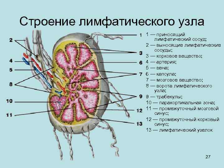 Строение лимфатического узла 1 — приносящий лимфатический сосуд; 2 — выносящие лимфатические сосуды; 3