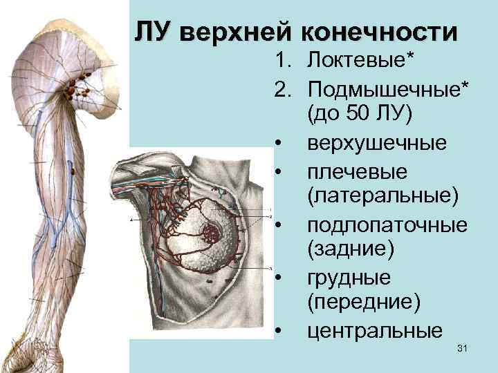 ЛУ верхней конечности 1. Локтевые* 2. Подмышечные* (до 50 ЛУ) • верхушечные • плечевые