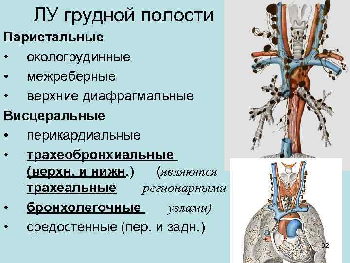 ЛУ грудной полости Париетальные • окологрудинные • межреберные • верхние диафрагмальные Висцеральные • перикардиальные