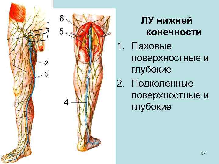 ЛУ нижней конечности 1. Паховые поверхностные и глубокие 2. Подколенные поверхностные и глубокие 37