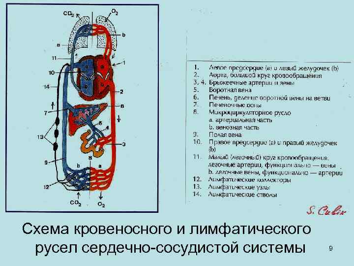 Схема кровеносного и лимфатического русел сердечно-сосудистой системы 9 