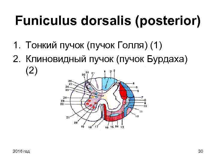 Пути голля и бурдаха. Тонкий пучок Голля и клиновидный пучок Бурдаха. Тонкий и клиновидный пучки. Клиновидный пучок Бурдаха. Тонкий пучок Голля и клиновидный пучок Бурдаха являются путями.