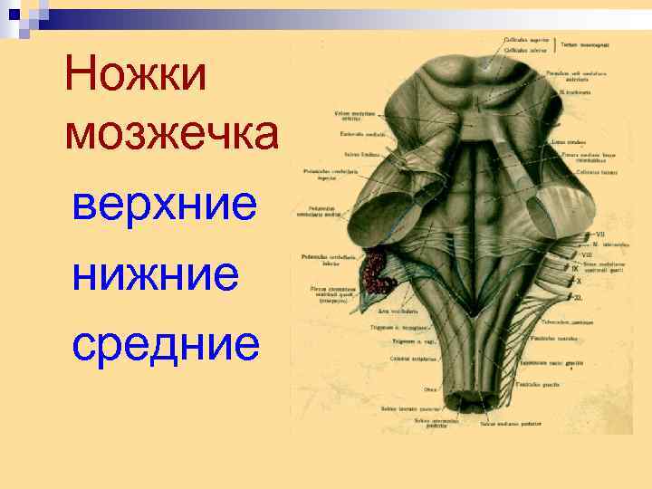 Ножки мозжечка верхние нижние средние 