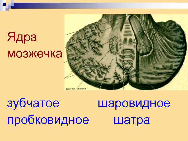 Ядра мозжечка зубчатое шаровидное пробковидное шатра 