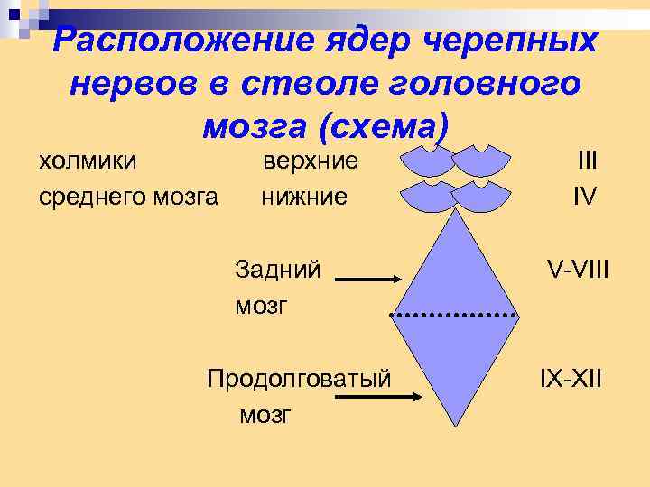 Расположение ядер черепных нервов в стволе головного мозга (схема) холмики среднего мозга верхние нижние