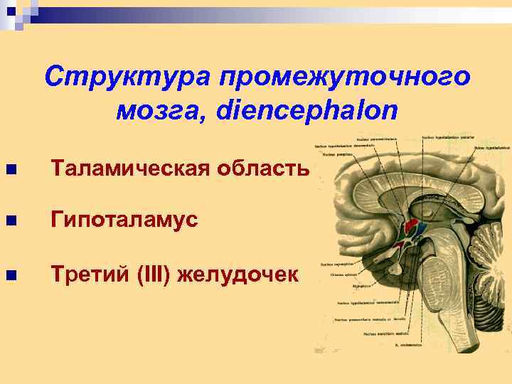 Промежуточный строение и функции. 3 Желудочек головного мозга и гипоталамус. Таламическая область промежуточного мозга анатомия. Третий желудочек промежуточного мозга функции. Промежуточный мозг строение 3 желудочек.