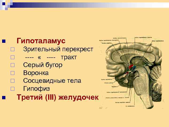 Гипоталамус n ¨ ¨ ¨ n Зрительный перекрест ---- « ---- тракт Серый бугор