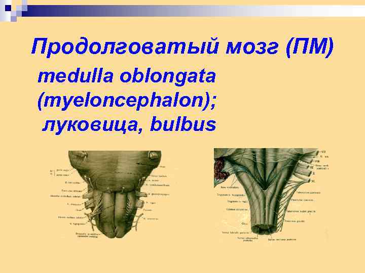 Продолговатый мозг (ПМ) medulla oblongata (myeloncephalon); луковица, bulbus 