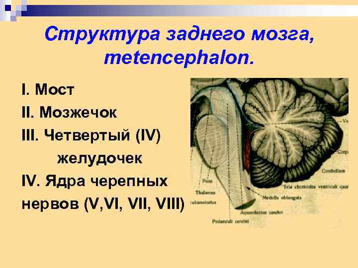 Структура заднего мозга, metencephalon. I. Мост II. Мозжечок III. Четвертый (IV) желудочек IV. Ядра