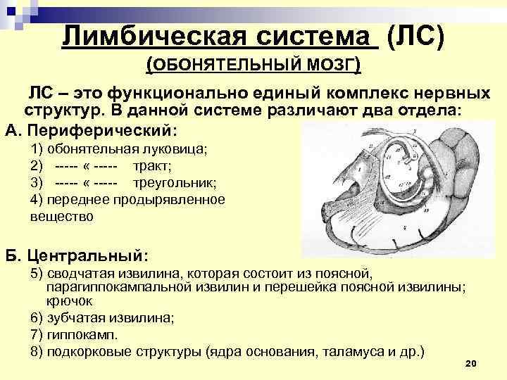 Обонятельный мозг. Обонятельный мозг и лимбическая система. Центральная часть обонятельного мозга. Обонятельный мозг строение. Обонятельный мозг Центральный и периферический отделы.