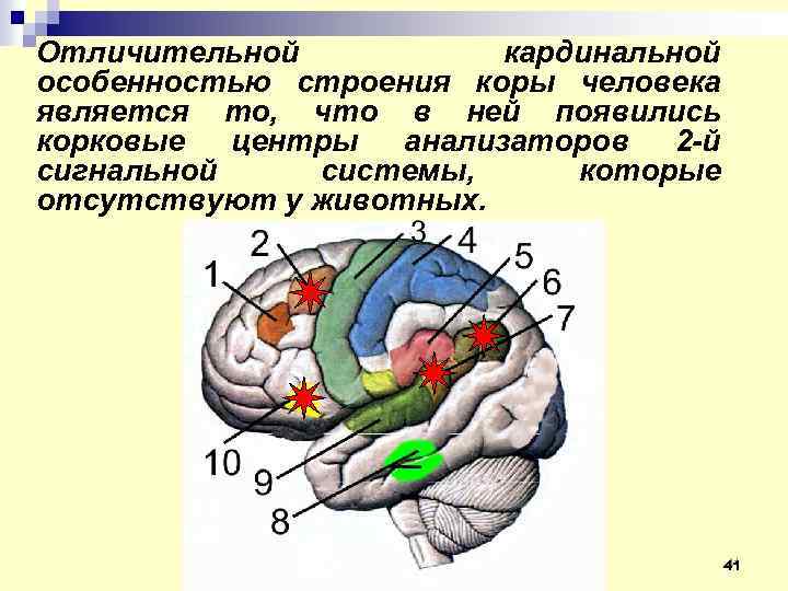 Сигнальная система головного мозга. Корковые центры 1 сигнальной системы. Анализаторы 1 и 2 сигнальных систем коры. Корковые концы анализаторов головного мозга. Локализация ядер анализаторов в коре головного мозга.