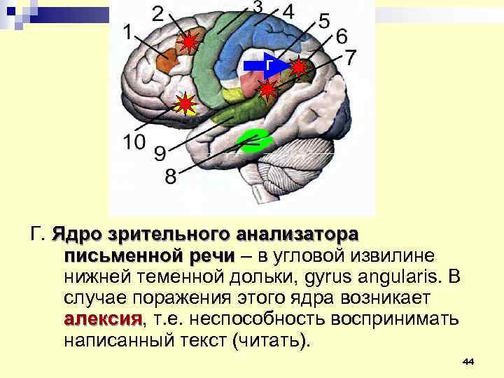 Г Г. Ядро зрительного анализатора письменной речи – в угловой извилине нижней теменной дольки,