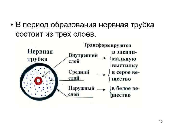  • В период образования нервная трубка состоит из трех слоев. 10 