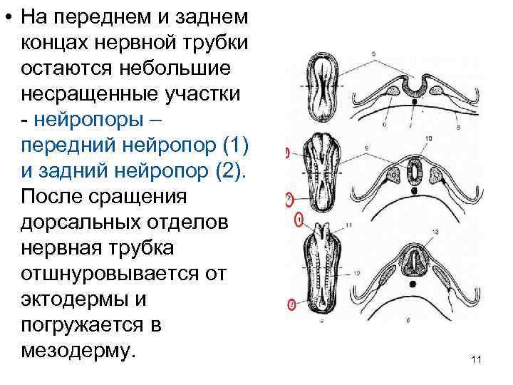  • На переднем и заднем концах нервной трубки остаются небольшие несращенные участки -