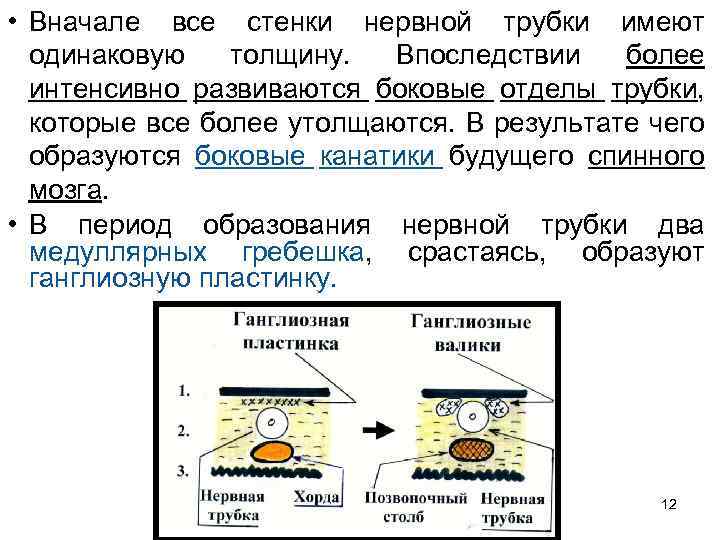  • Вначале все стенки нервной трубки имеют одинаковую толщину. Впоследствии более интенсивно развиваются