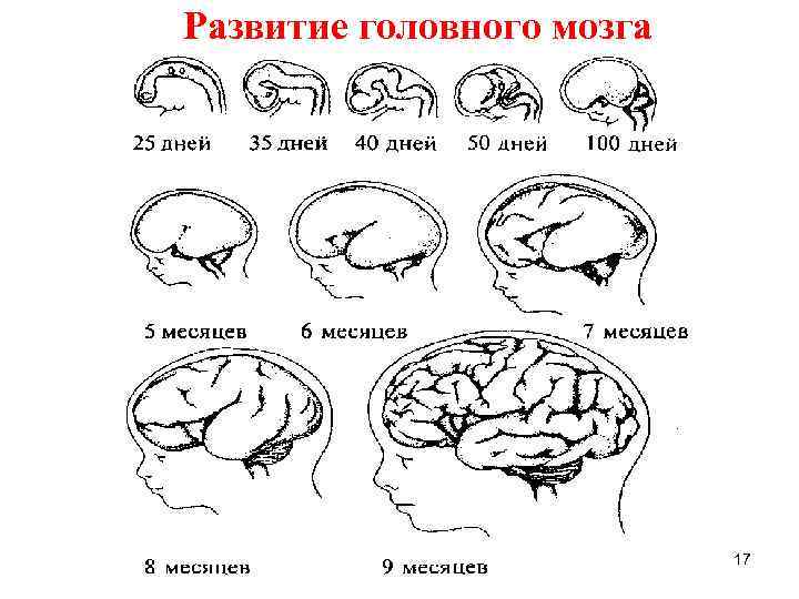 Внутриутробное недоразвитие головного мозга. Схему развития головного мозга человека. Стадии развития мозга ребенка. Фронтальная схема развития головного мозга человека. Формирование мозга у ребенка.
