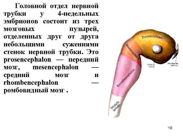 Средний мозговой пузырь