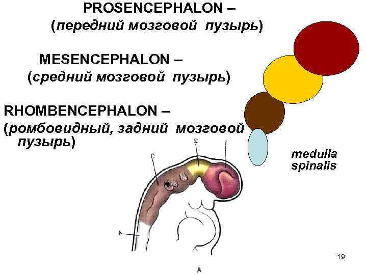 PROSENCEPHALON – (передний мозговой пузырь) MESENCEPHALON – (средний мозговой пузырь) RHOMBENCEPHALON – (ромбовидный, задний