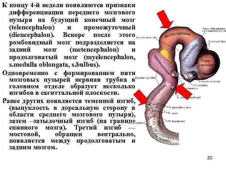 К концу 4 -й недели появляются признаки дифференциации переднего мозгового пузыря на будущий конечный