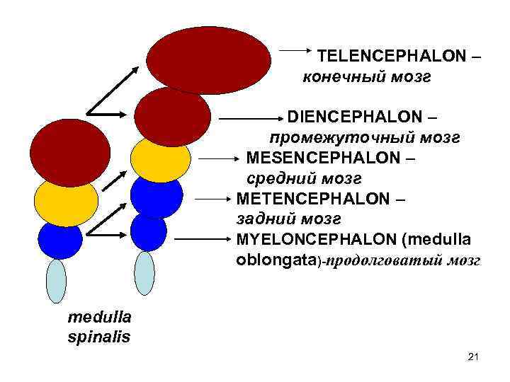 TELENCEPHALON – конечный мозг DIENCEPHALON – промежуточный мозг MESENCEPHALON – средний мозг METENCEPHALON –